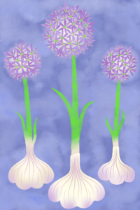 Garlic