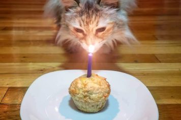 GP_Pets_Reba-Marken_Luna-tuna-cake GP_Pets_Reba-Marken_Luna-tuna-cake