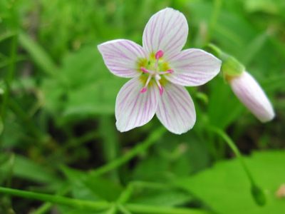 Pelham-Bay-Park_wildflower