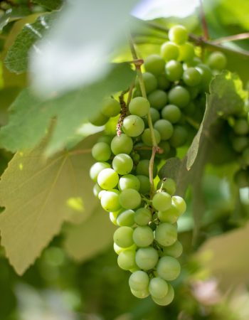 Great-Performances_Summer-Cocktails-2023_Green-Grapes Great-Performances_Summer-Cocktails-2023_Green-Grapes